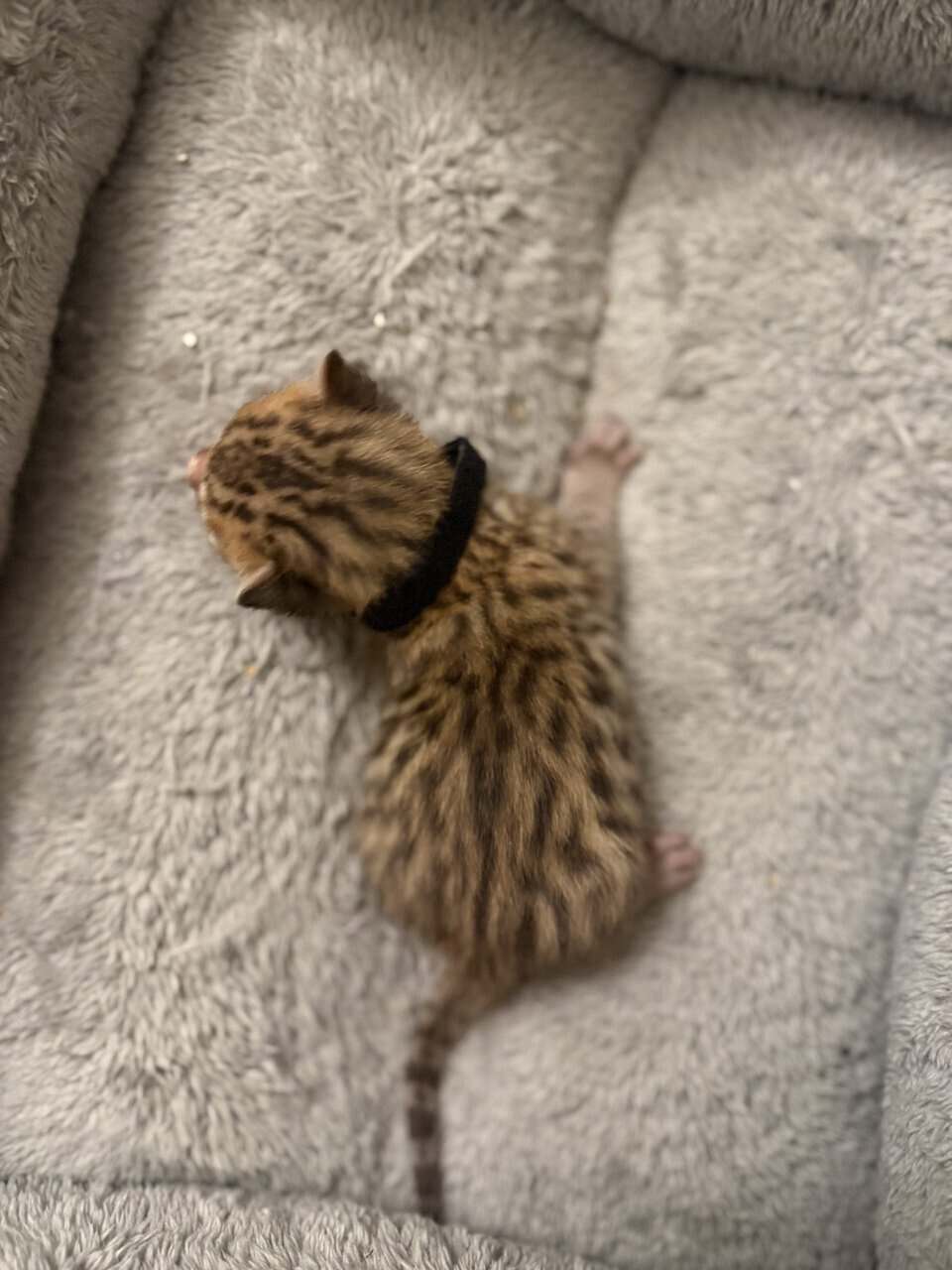 Bengal Kittens TICA Registered image 2