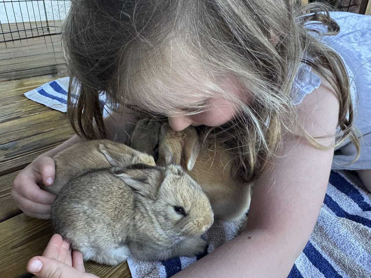 Flemish Giant Rabbits image 5
