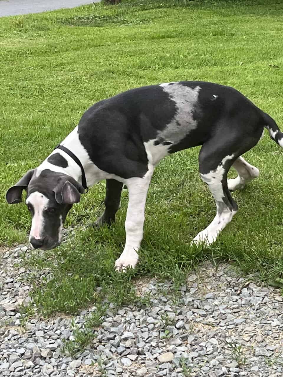 Atticus (rehoming) image 12