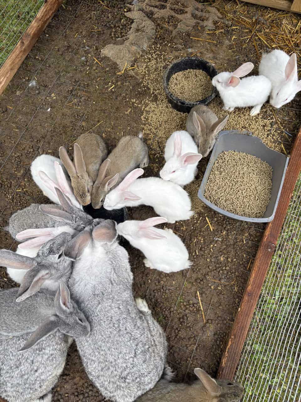 Flemish Giant Babies image 2