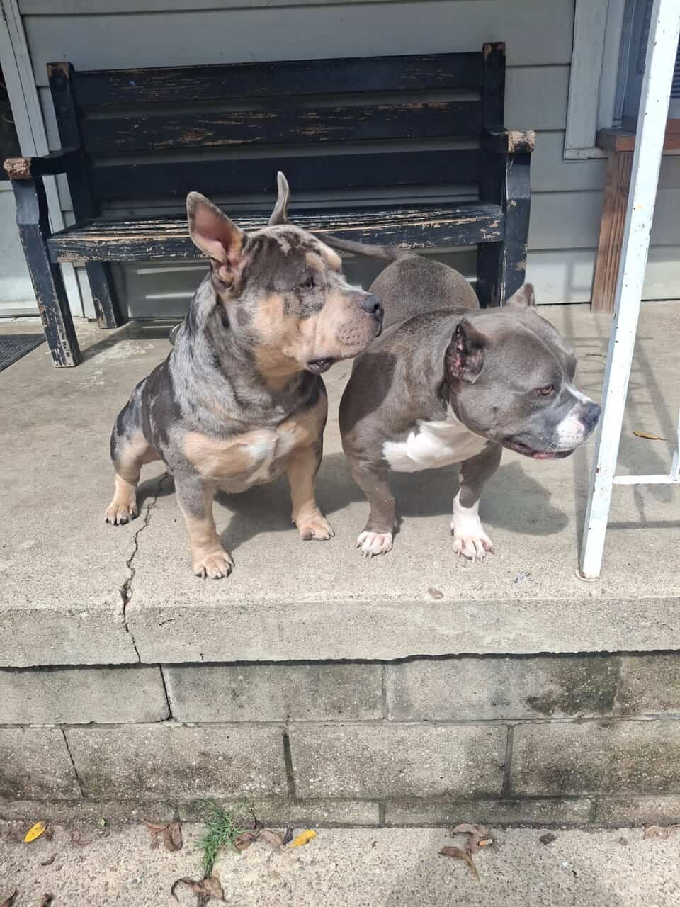 American bully image 5