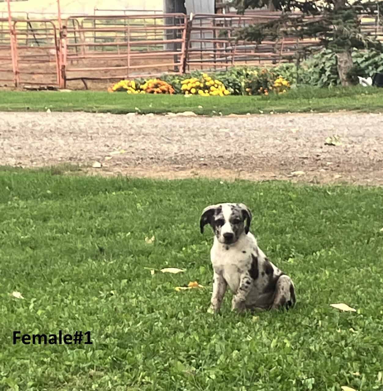 Australian Shepherd/Catahoula image 1