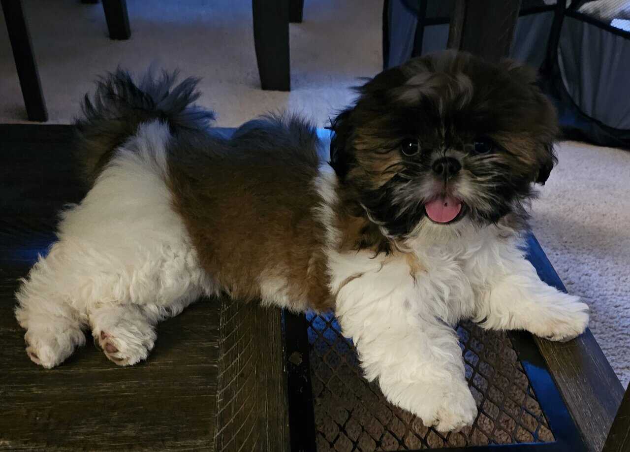 Shihtzu puppies image 3