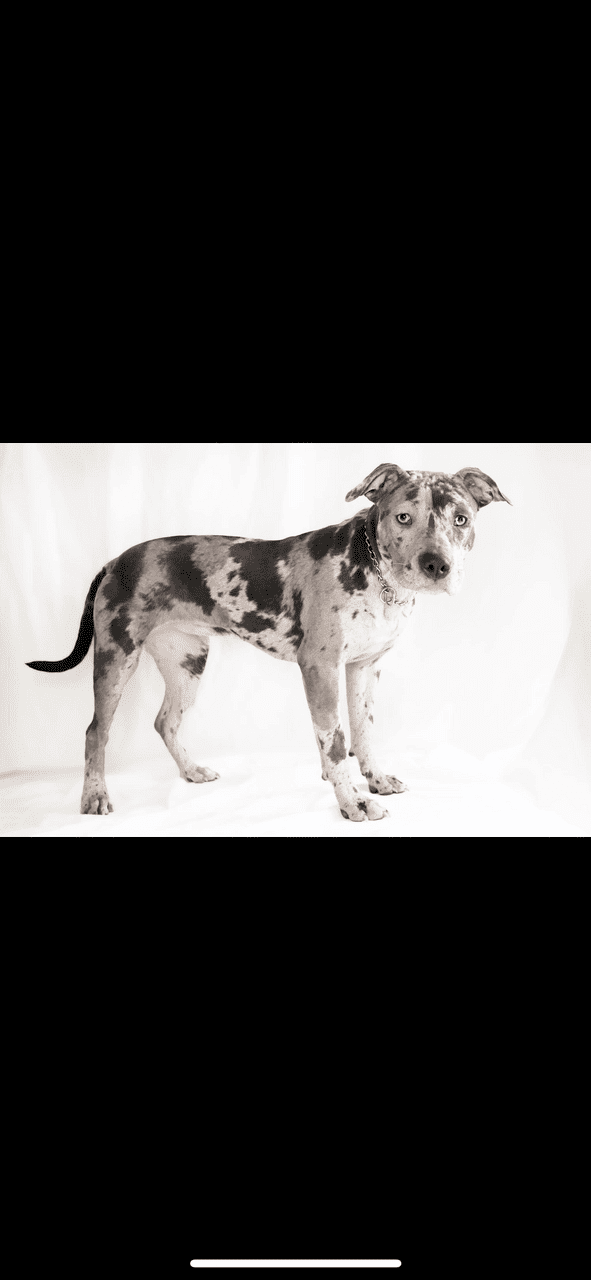 3 Year Old (Female) Bully/Pitt image 2