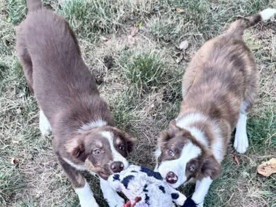 Border collies pure bred