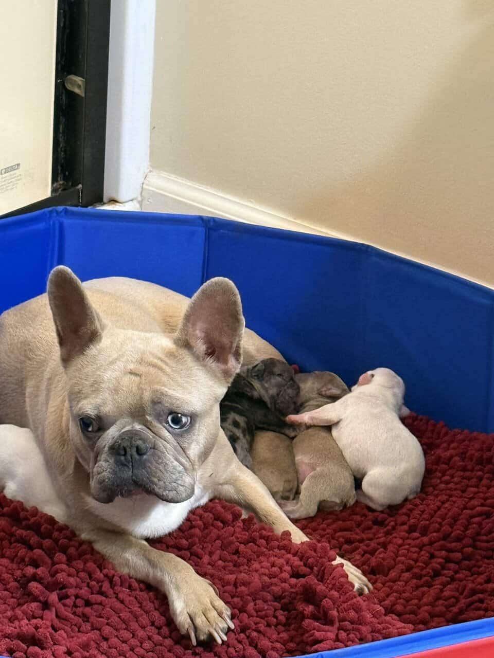 French bulldog babies image 17