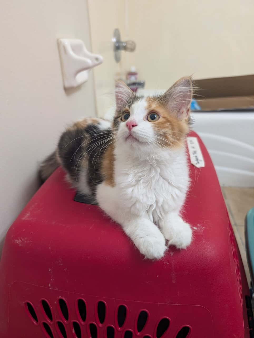 Maine Coon Mix Kittens image 1