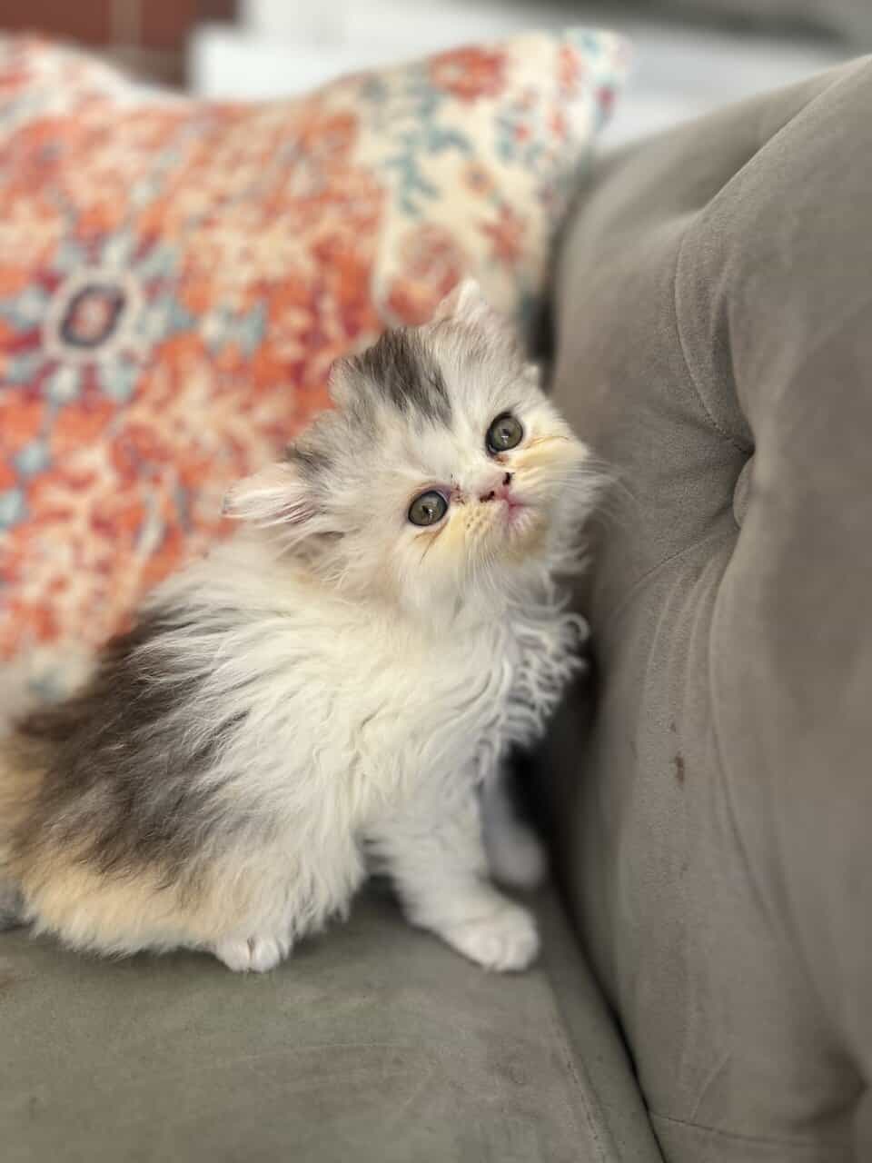 Perrrsians kittens image 4