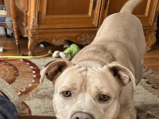 Loyal,Very Loving,Great Personality, Must Re-Home