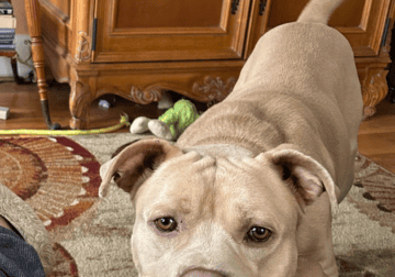 Loyal,Very Loving,Great Personality, Must Re-Home