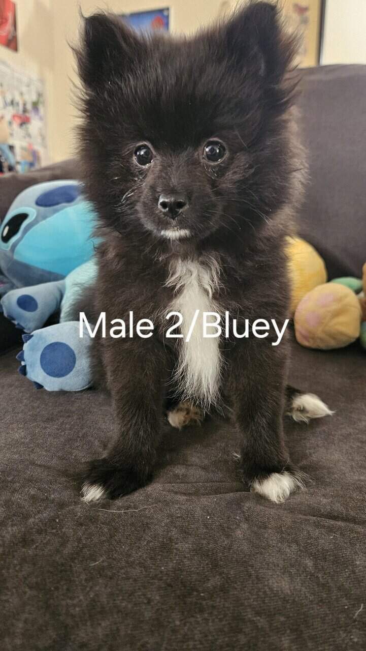 CKC 3 month old Pomeranian Puppies for sale image 5