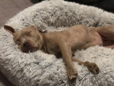 Great dog to an even better home