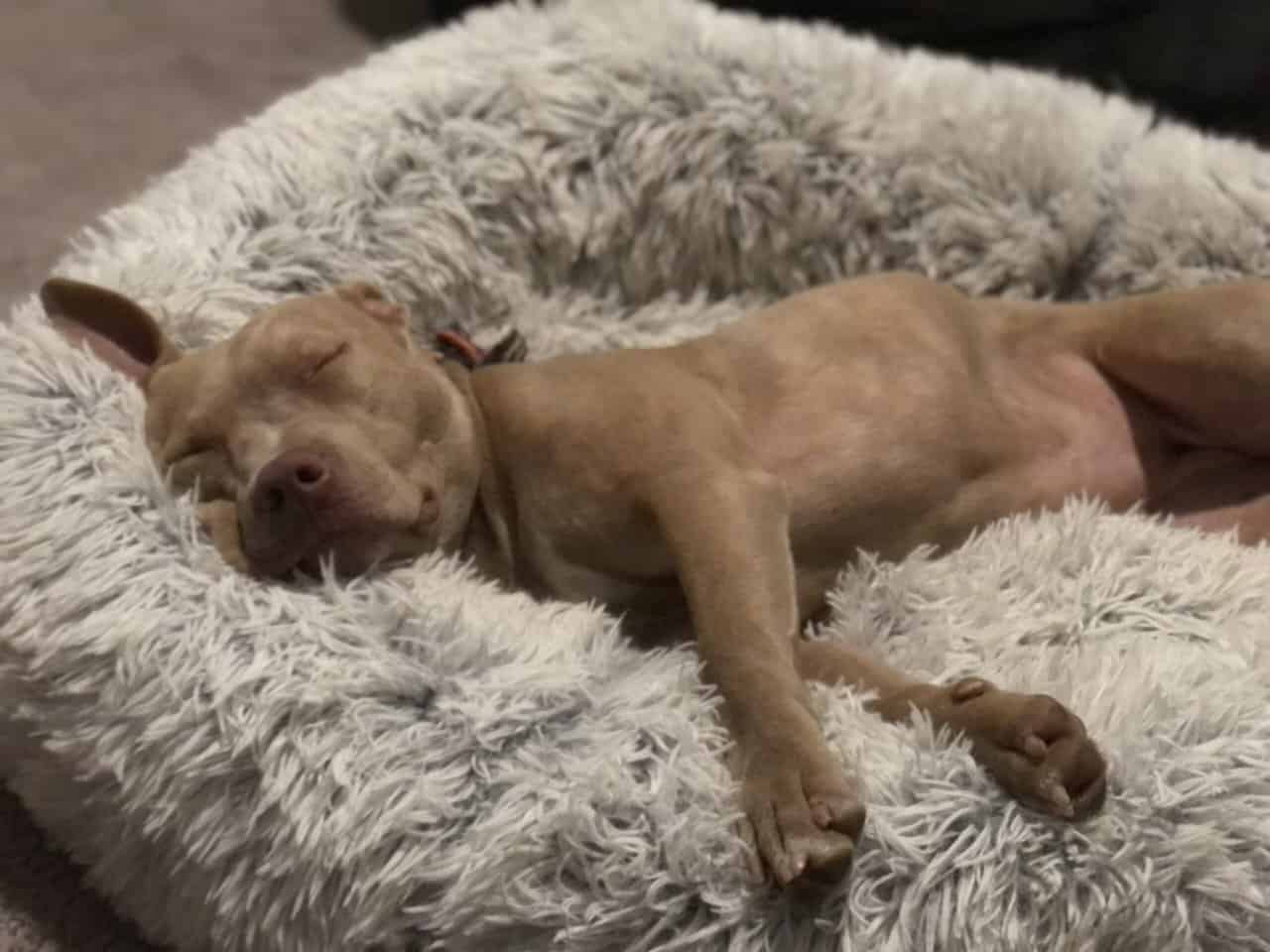 Great dog to an even better home image 1