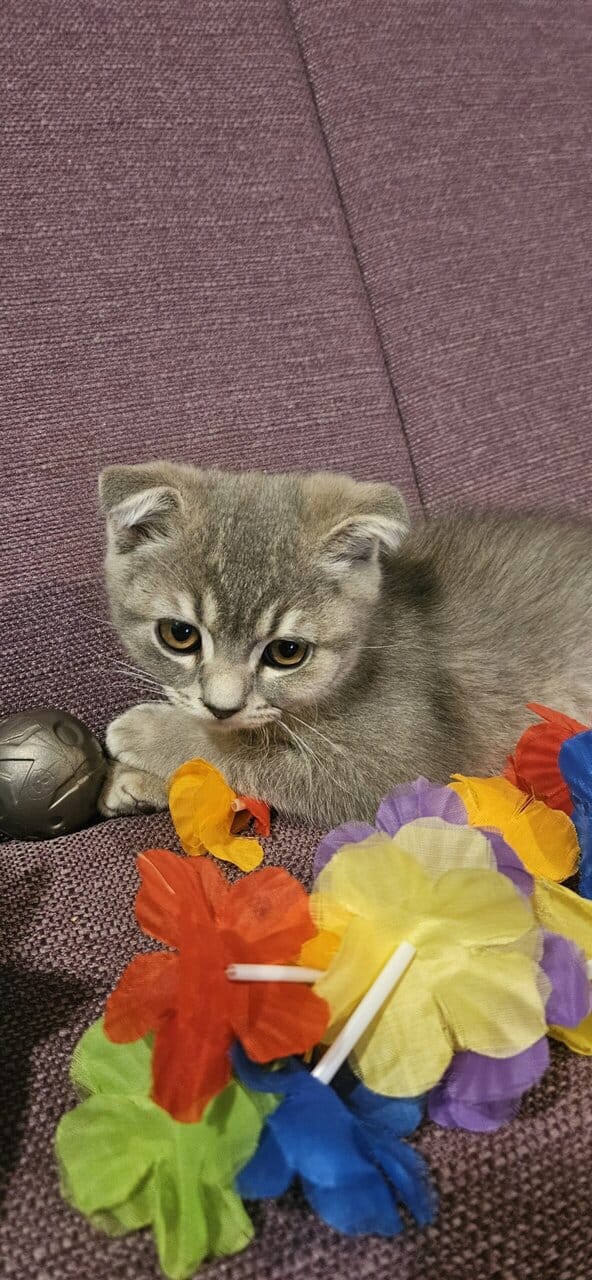 Scottish Fold/Straight cats for sale image 7