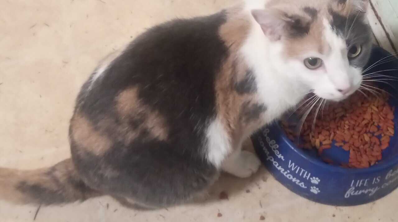 3 cats need rehomed image 3