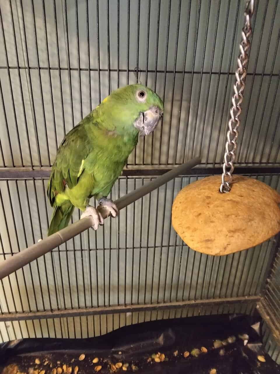 Yellow naped amazon image 2