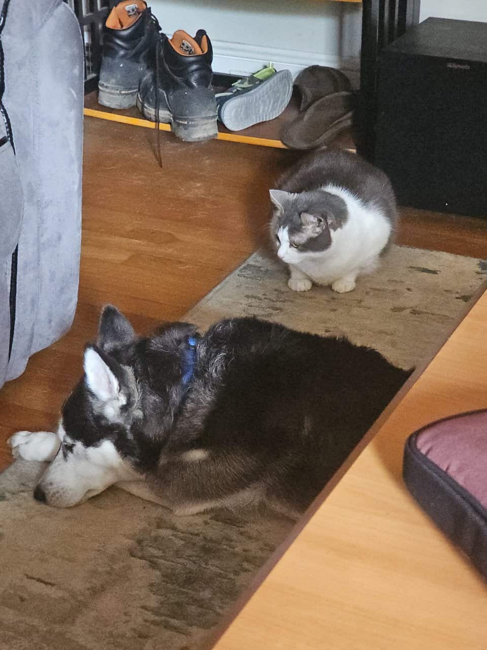 Husky named Noodle needs a new home image 6
