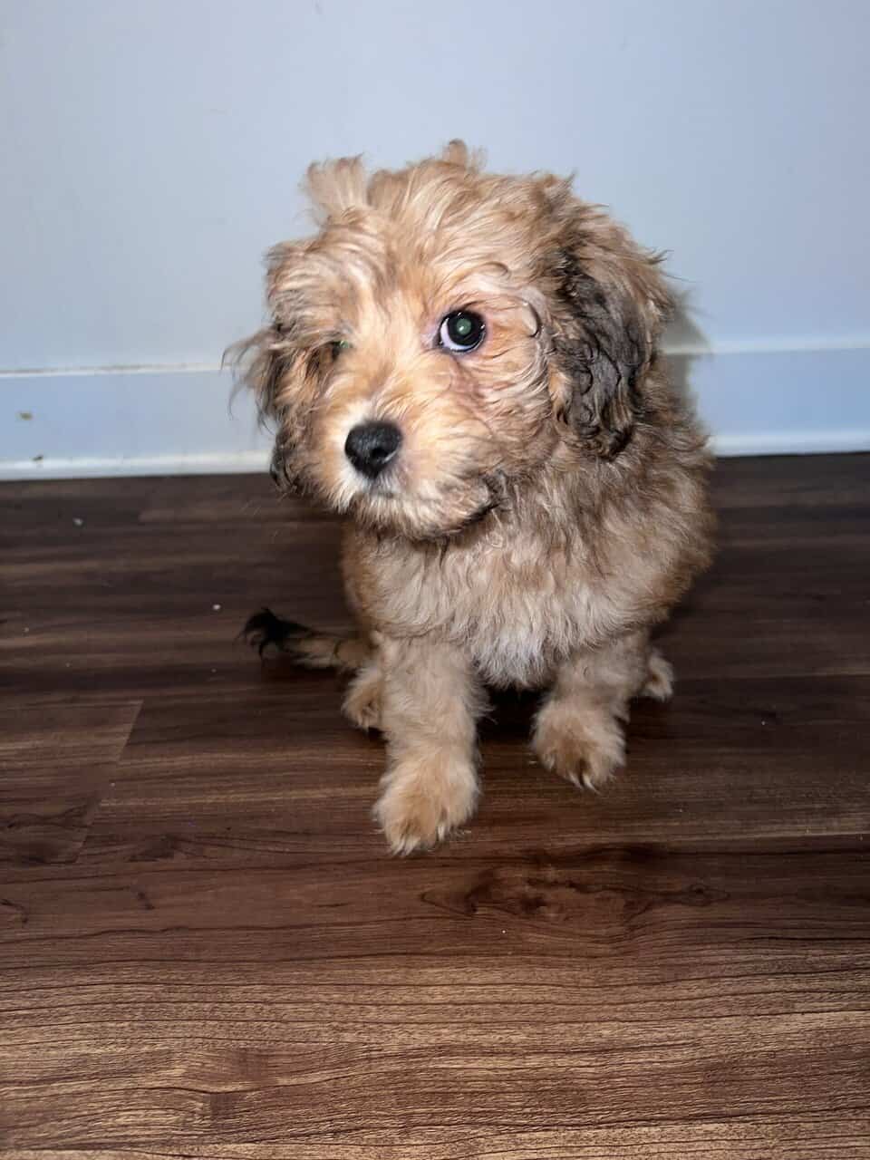 Say hi to BoBo image 7