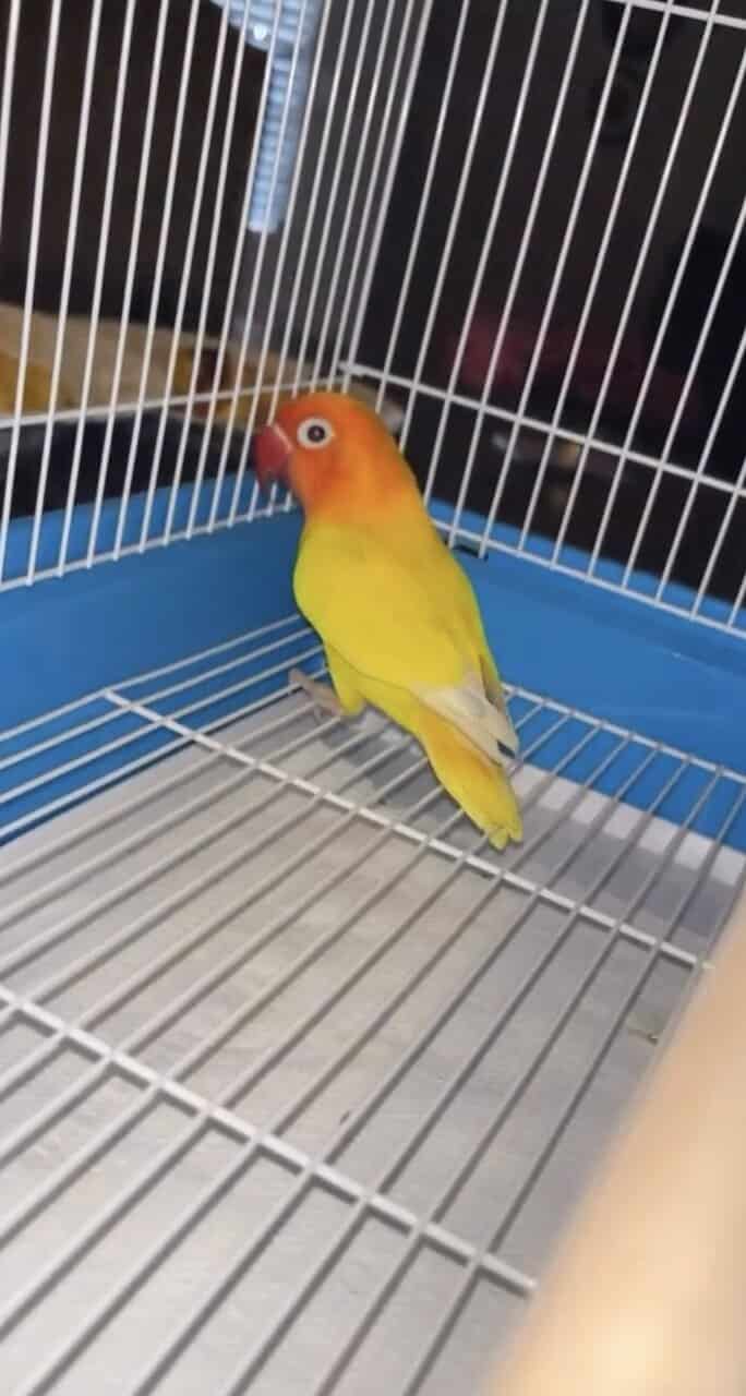 Love bird image 1