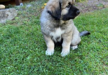 Midnight Kangal – Russian Shepherd Guardian Puppy
