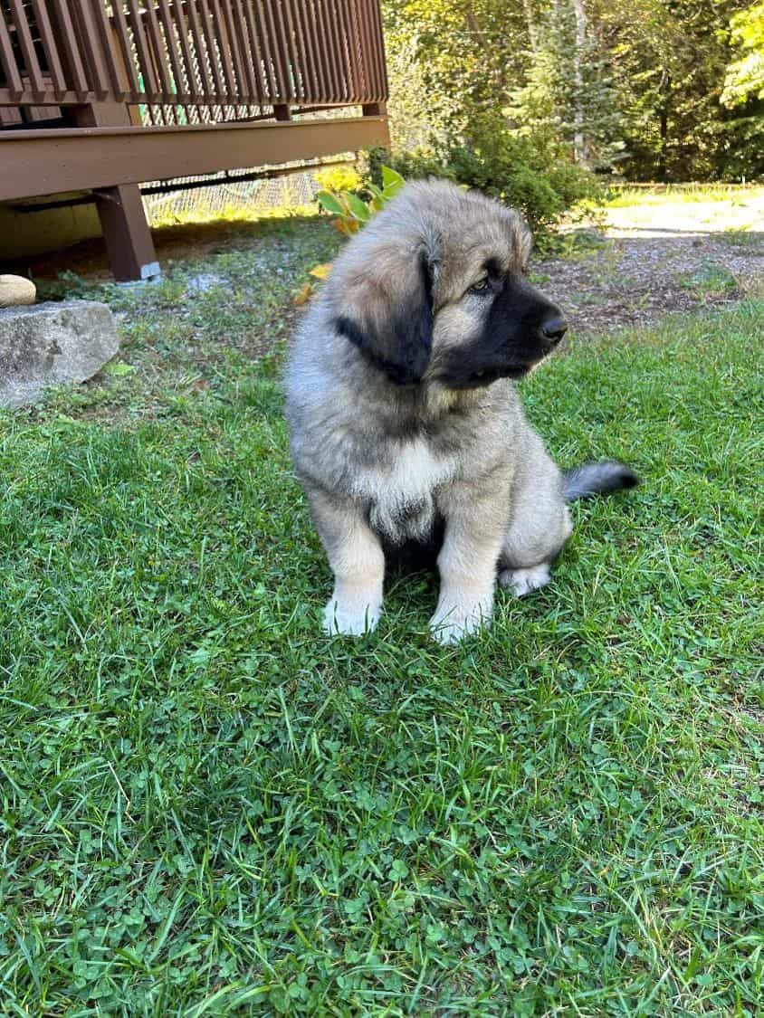 Midnight Kangal – Russian Shepherd Guardian Puppy image 1