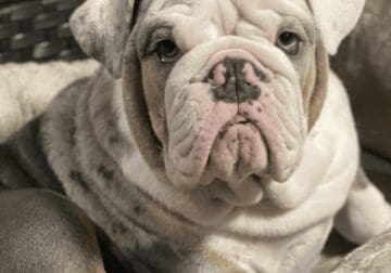 English Bulldog Stud