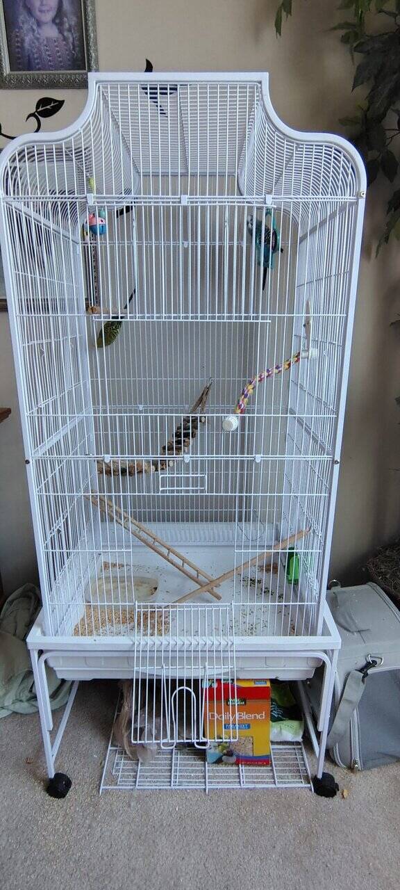 2 parakeet package image 2
