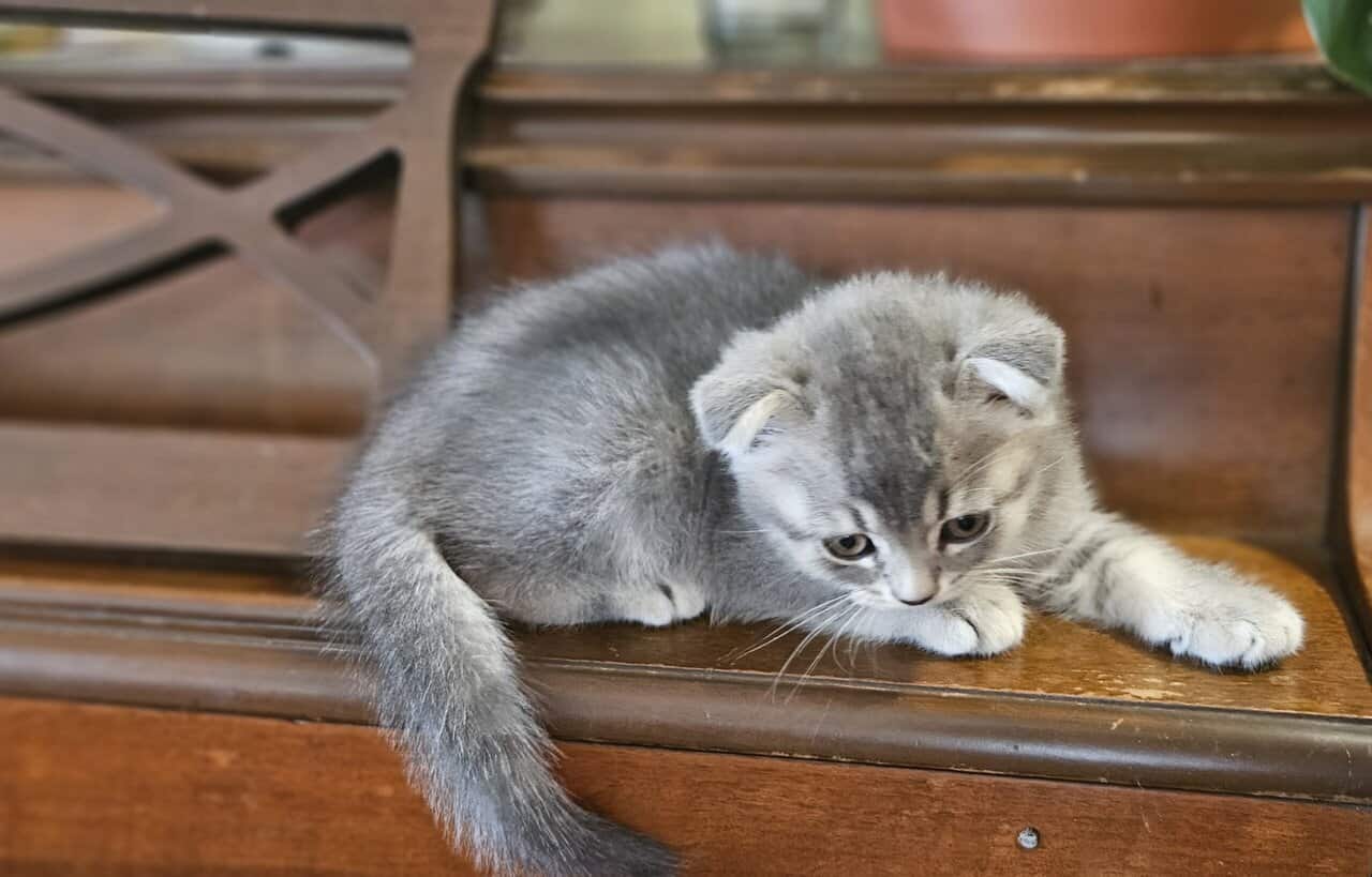 Scottish Fold/Straight cats for sale image 13