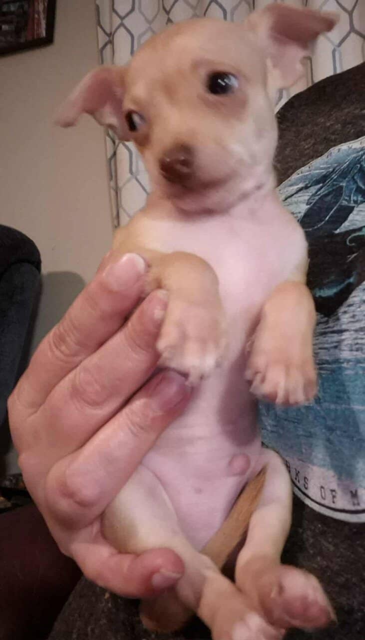 Rehoming Chihuahua Puppies image 12