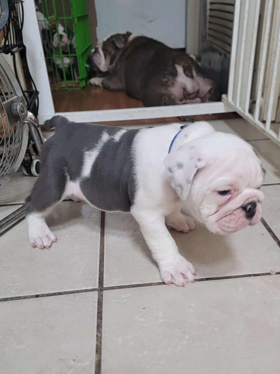 English bulldog puppies image 4