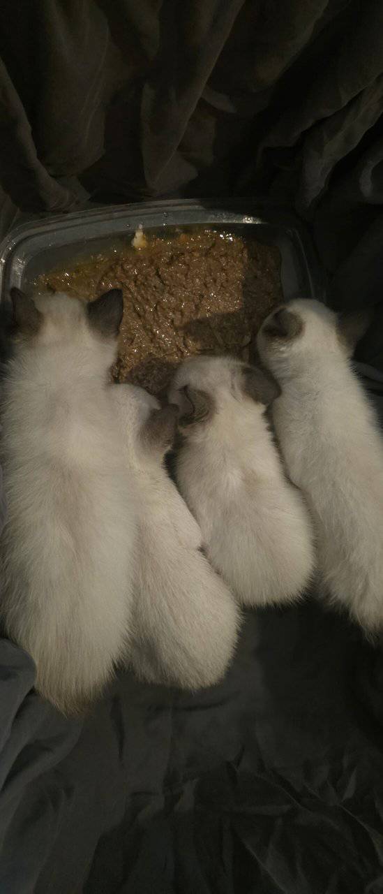 Beautiful Seal Point Siamese kittens image 1