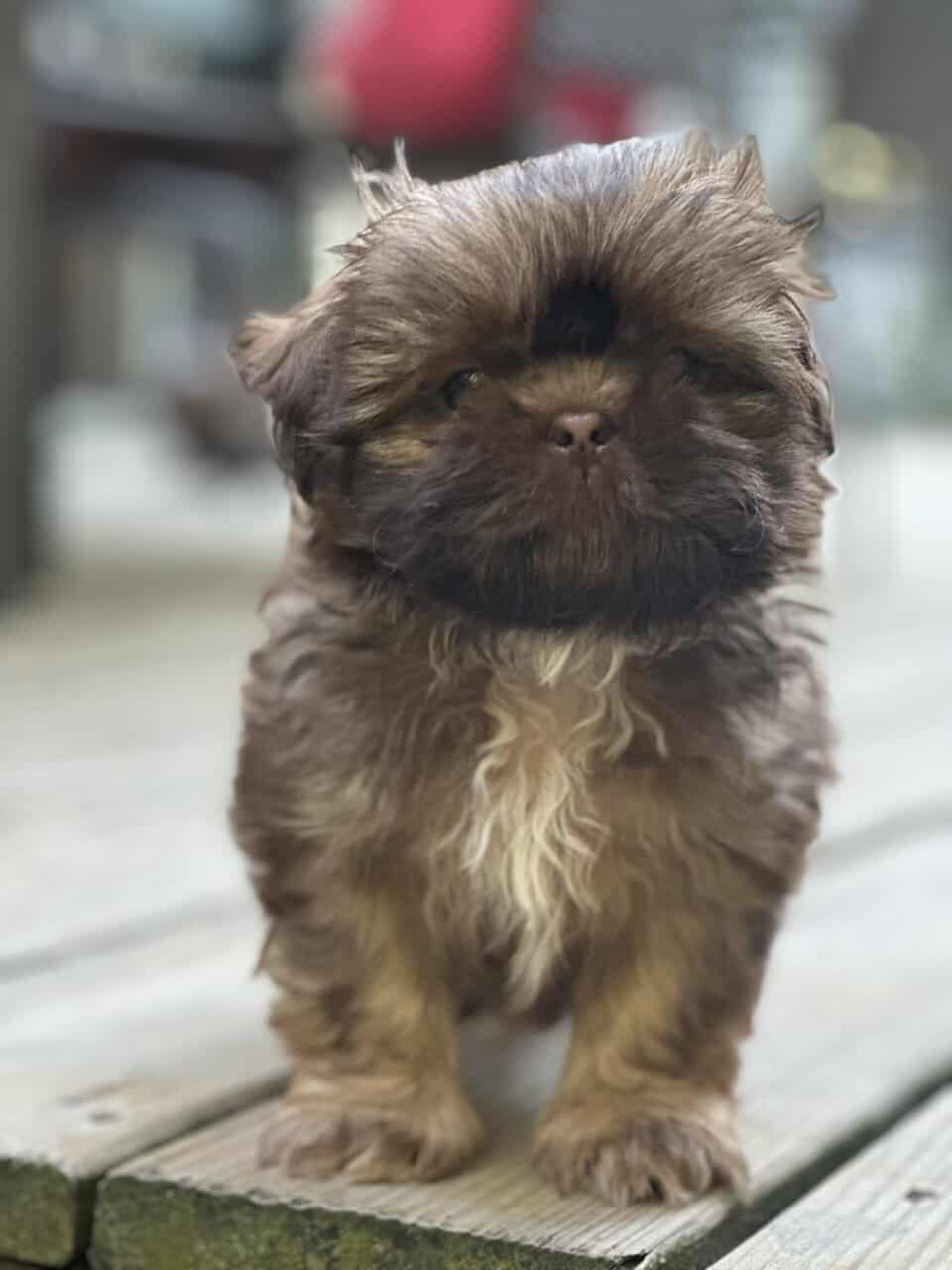 ShihTzu Puppies image 4