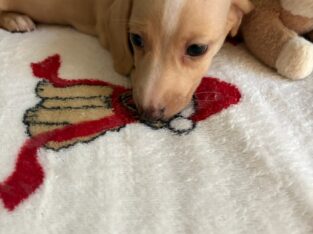 AKC Cream Dachshund Mini CASH