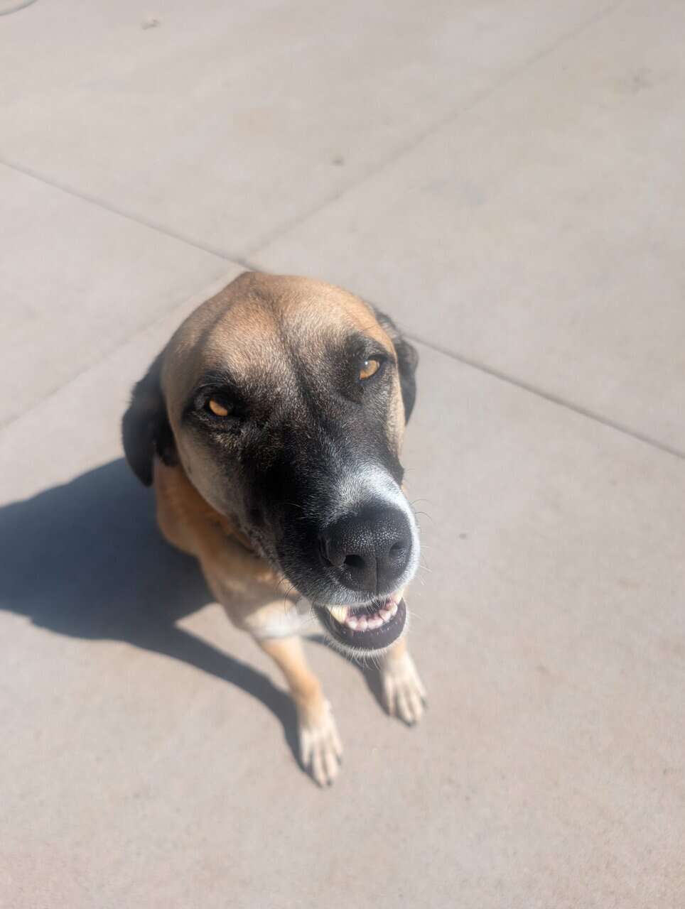 Lab mix spayed female- Loving and well trained. image 1