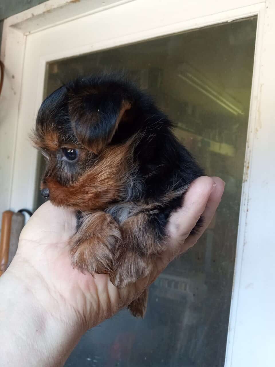 AKC registered male Yorkshire terrier puppy image 5