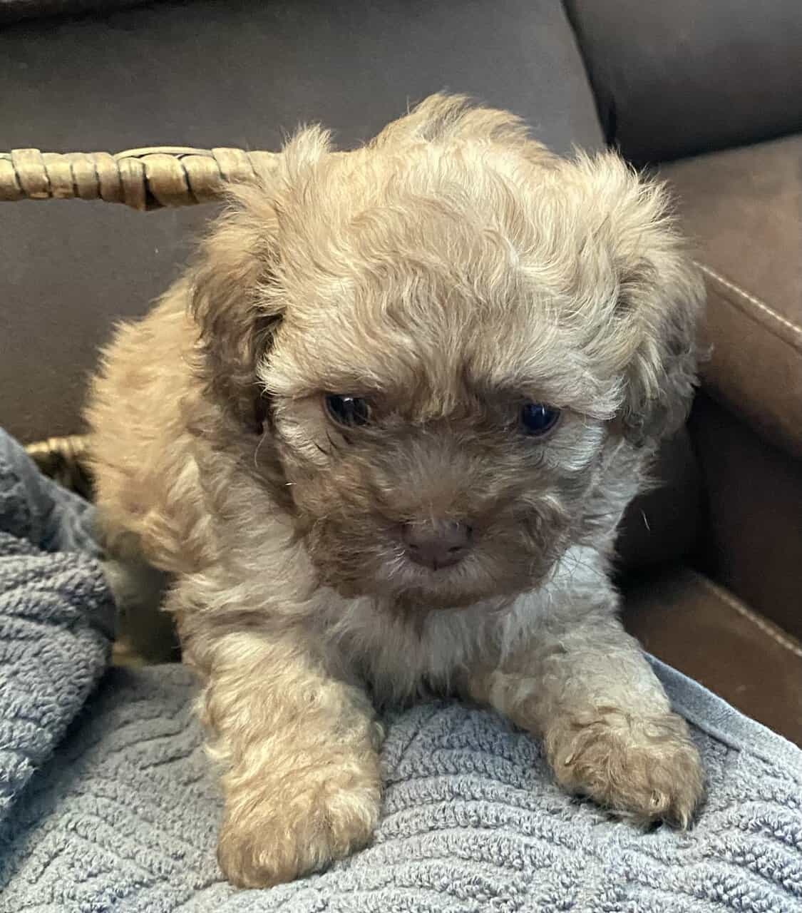 SHIHPOO PUPPIES image 3