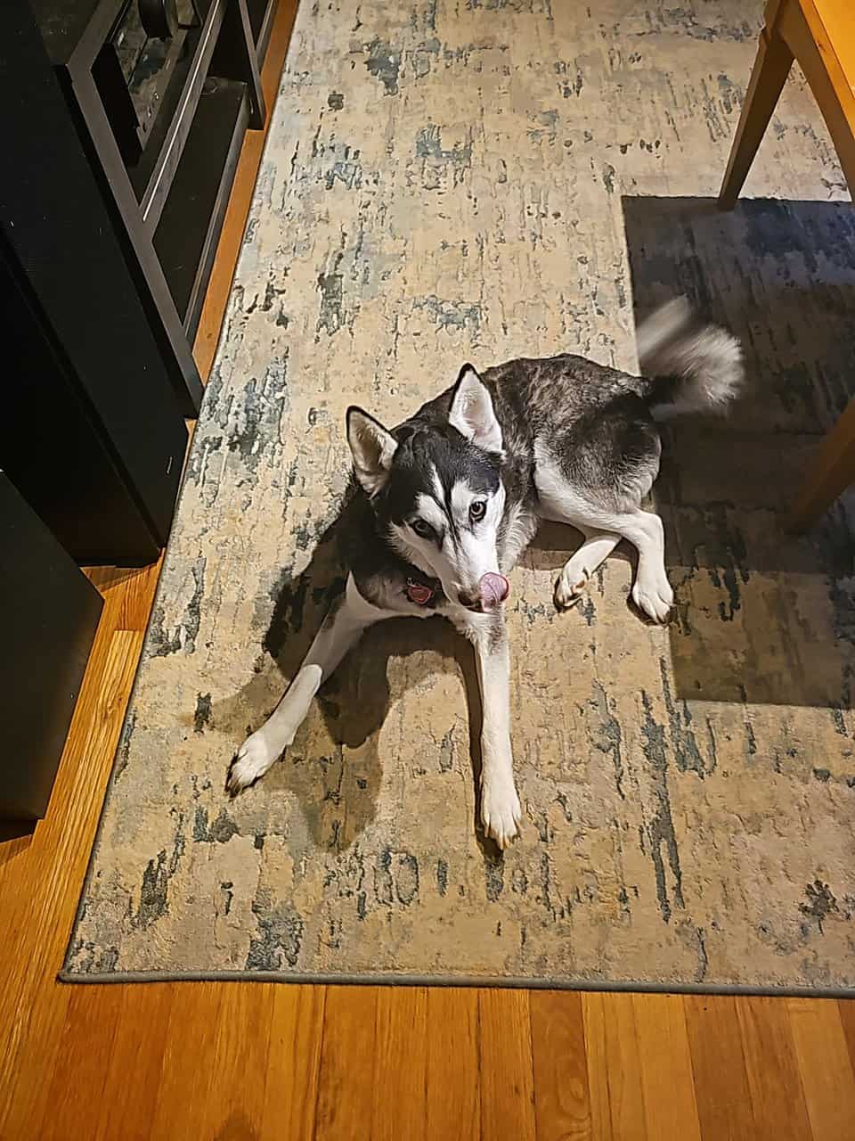Husky named Noodle needs a new home image 4