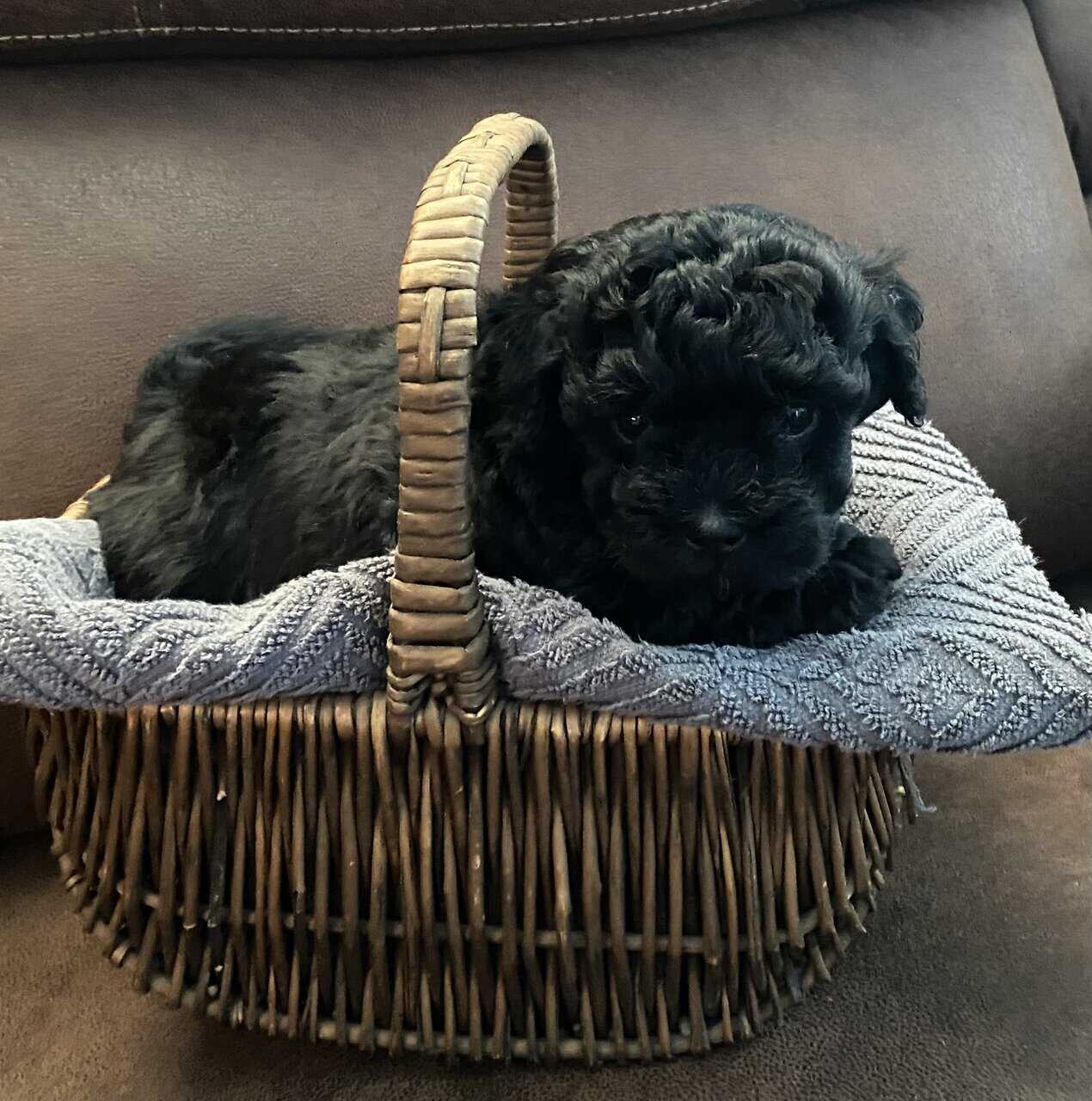 SHIHPOO PUPPIES image 6
