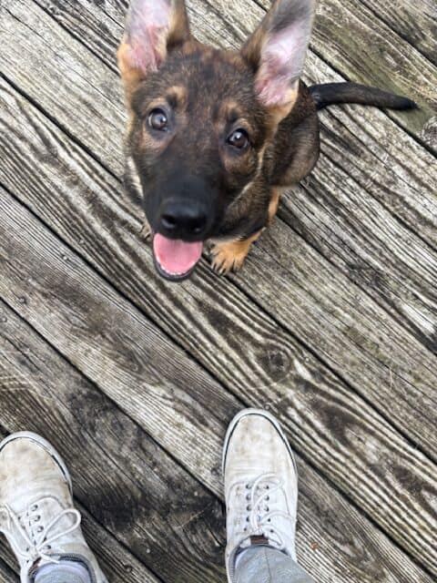 3 female German Sheppard Puppies for sale image 4