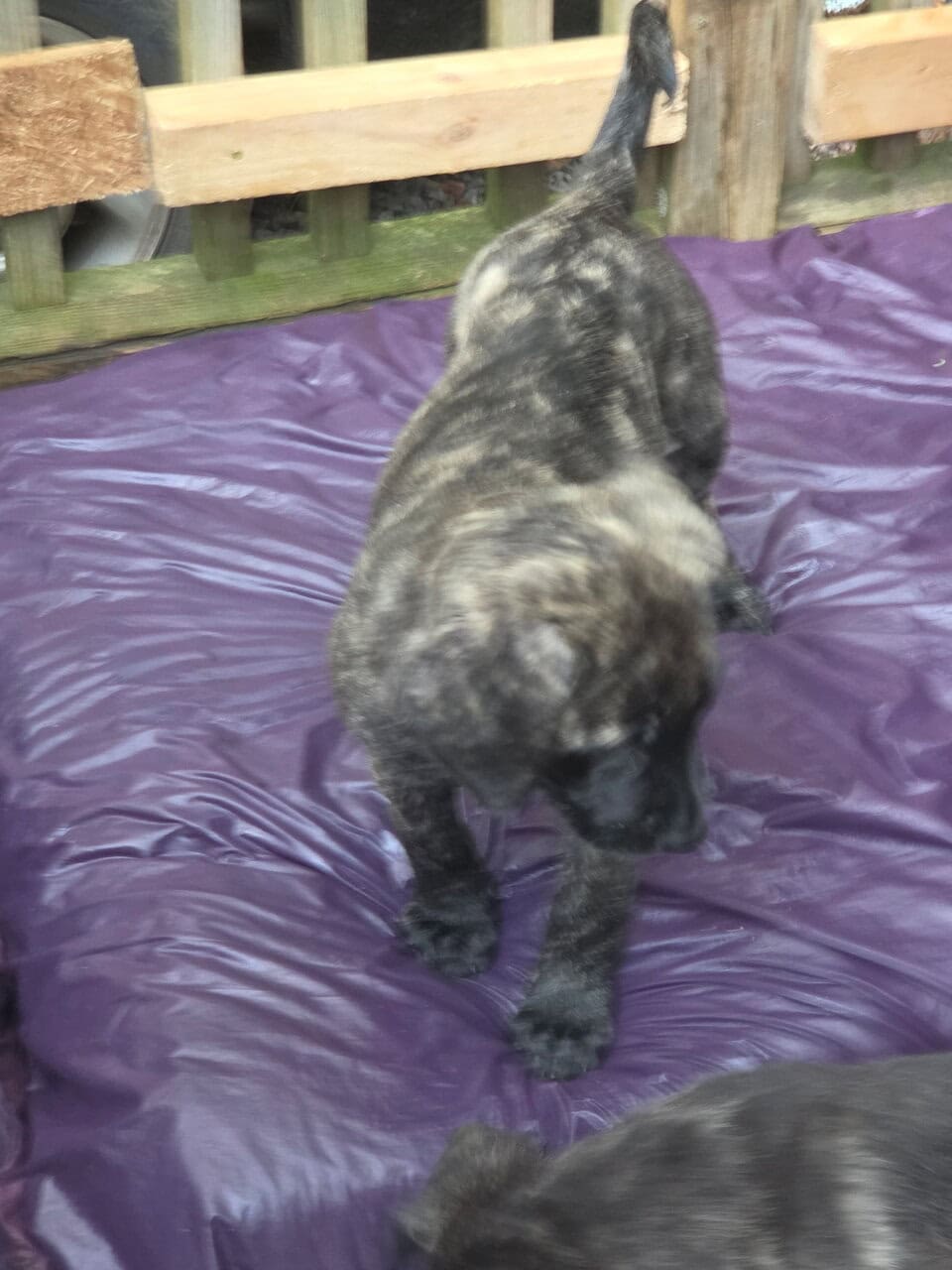 Mastiff mix puppies image 4
