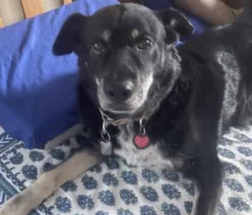 Sweet Sam image 1