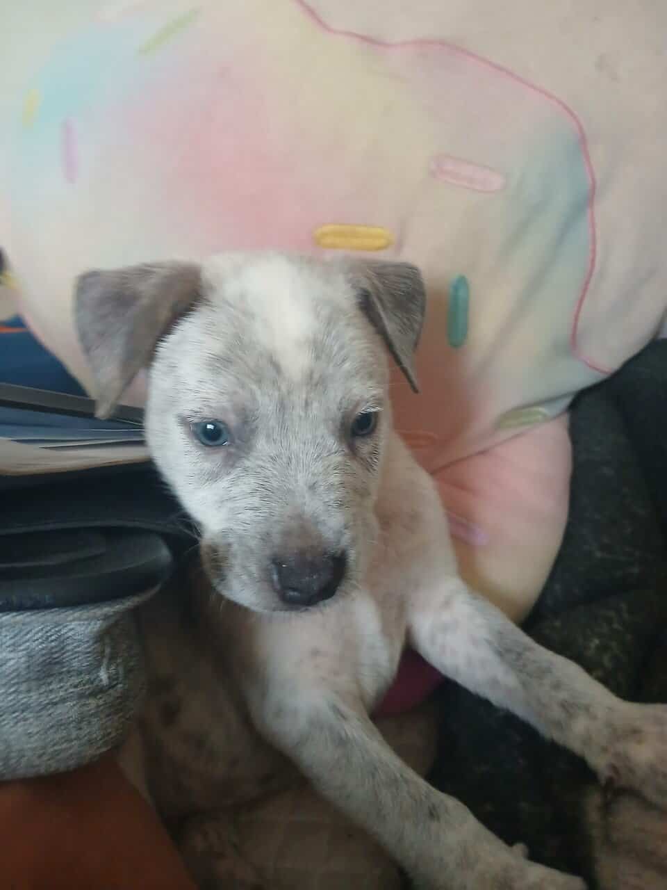 Mixed breed puppies image 5