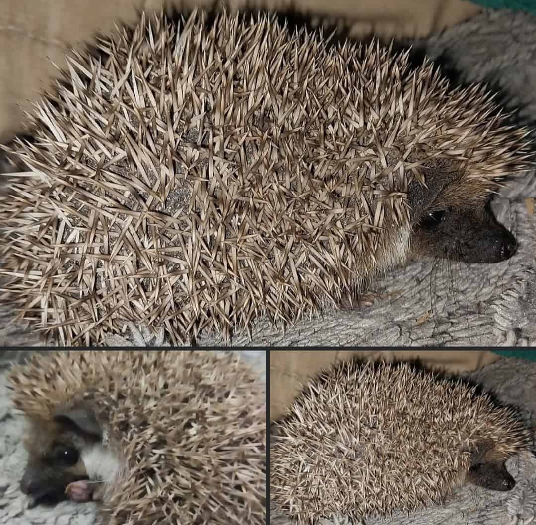 Hedgehog male image 1