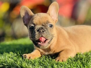 FRENCH BULLDOG PUPPY