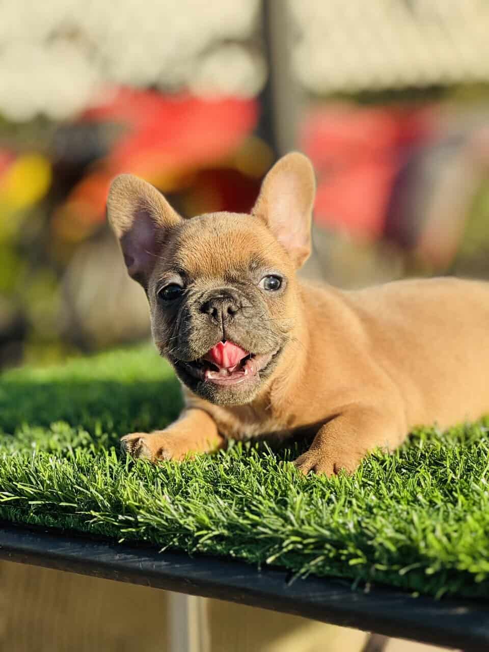 FRENCH BULLDOG PUPPY image 1