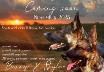 German Shepherd Puppies Coming Soon