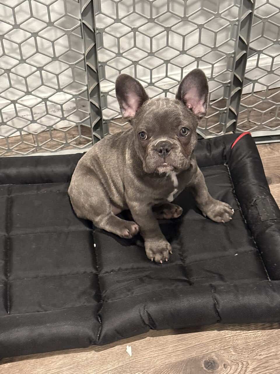 Frenchie for sale image 3