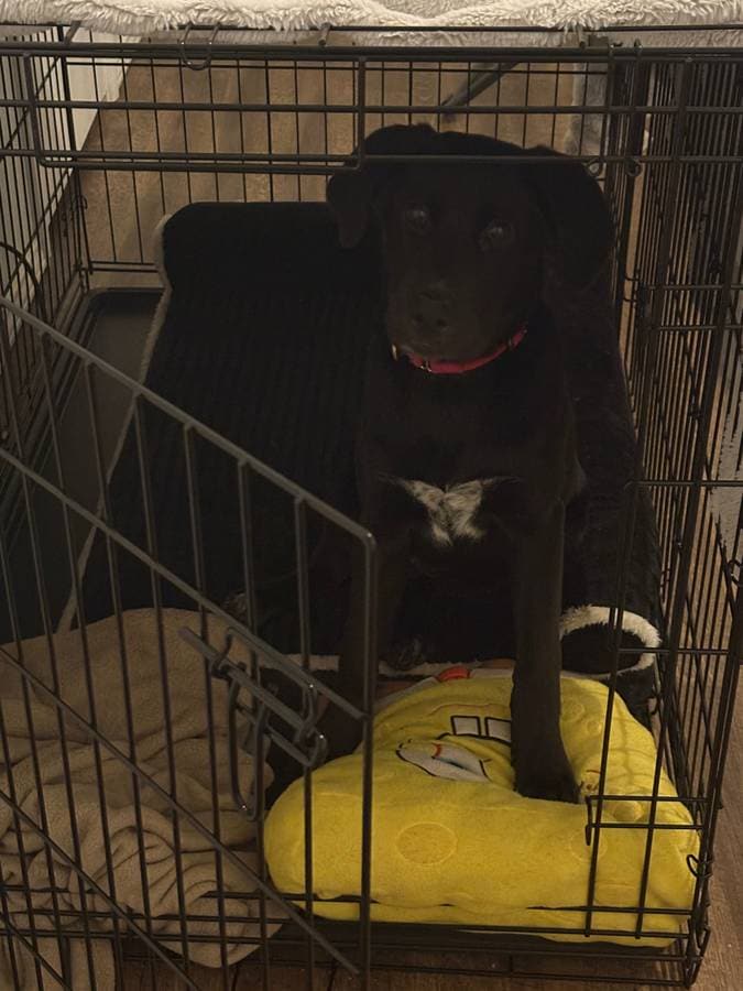 Black Lab Puppy image 3