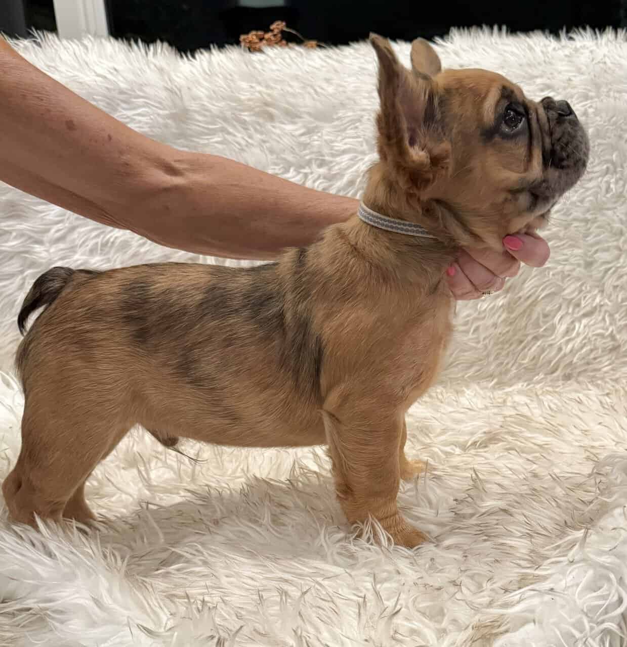 Fluffy Frenchies image 1