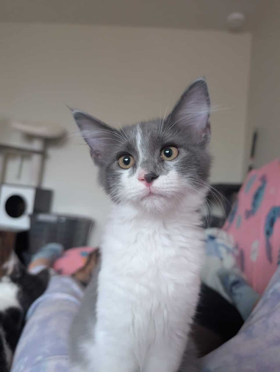 Maine Coon Mix Kittens image 2